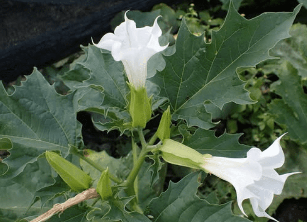 Questo è il motivo per cui, se si tratta di una pianta velenosa, si prega di consultare il proprio medico.