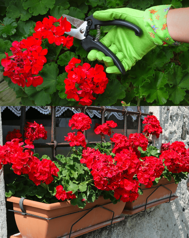 Gerani sempre in fiore: il trucco da fare una volta al mese per una fioritura continua