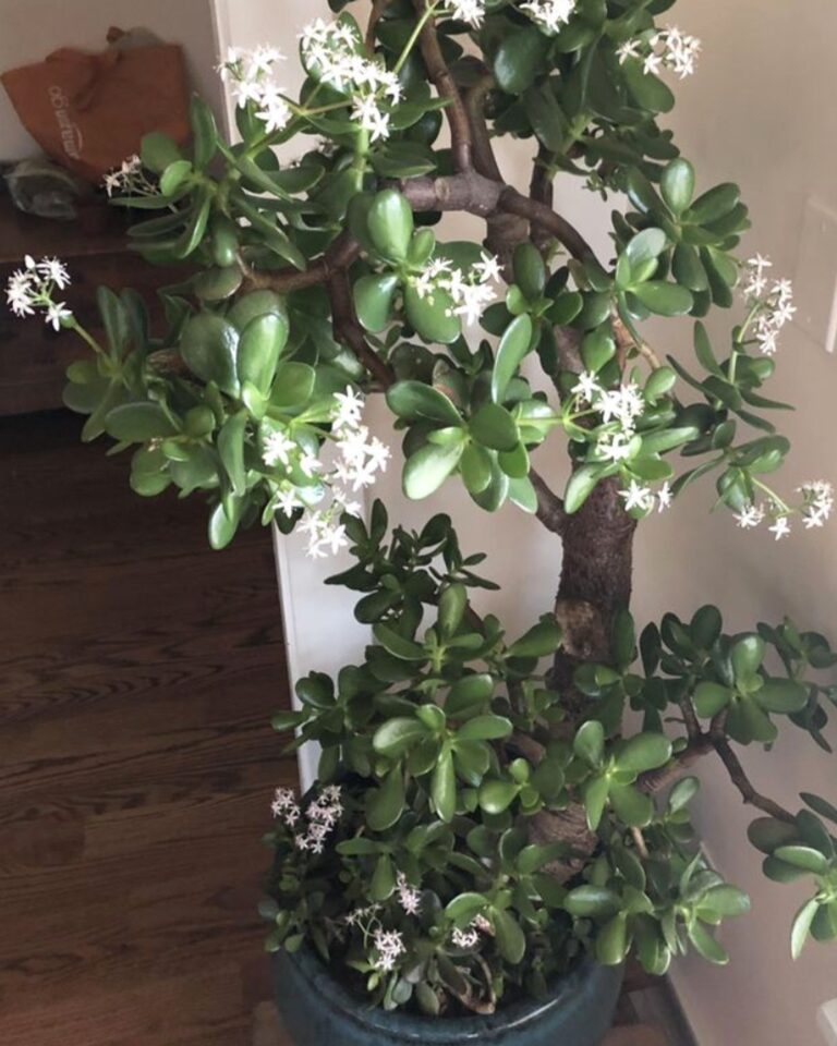 Perché l’albero di giada porta ricchezza e fortuna: significato e dove tenerlo in casa