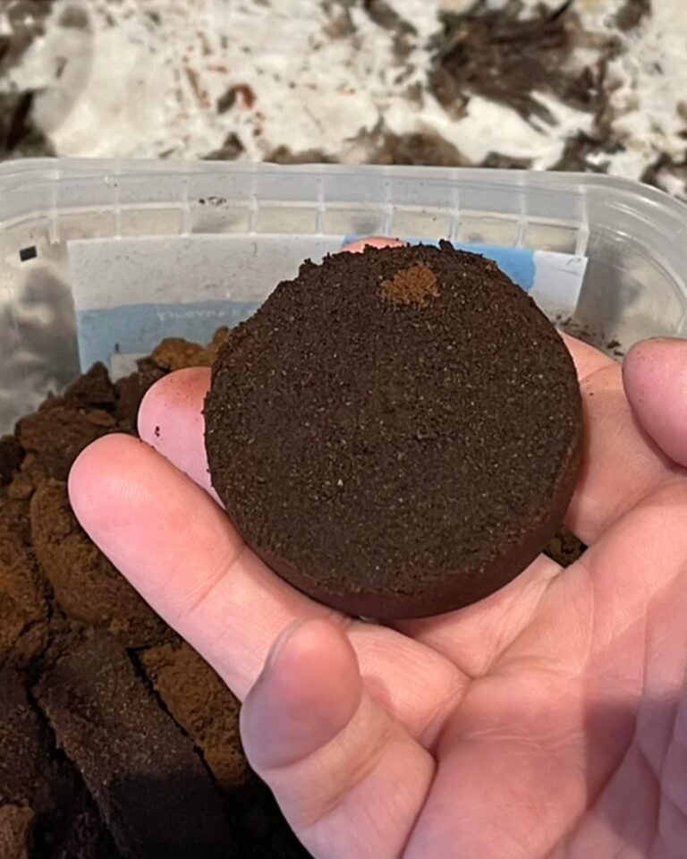 Non buttare mai i fondi del caffè: ecco perché sono preziosi per te e per l’ambiente