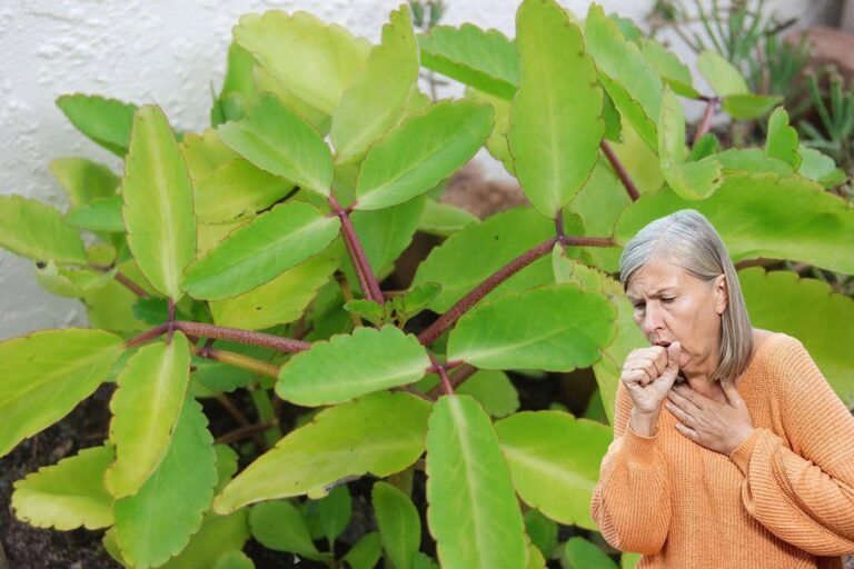11 sorprendenti benefici della foglia miracolosa della vita