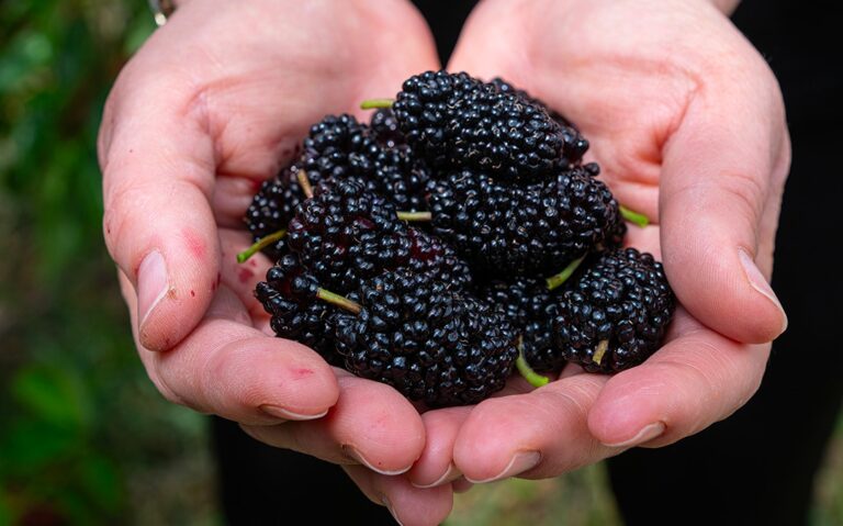 Il Trucco del Giardiniere per Coltivare il Gelso a Casa Tua: Guida Pratica e Naturale