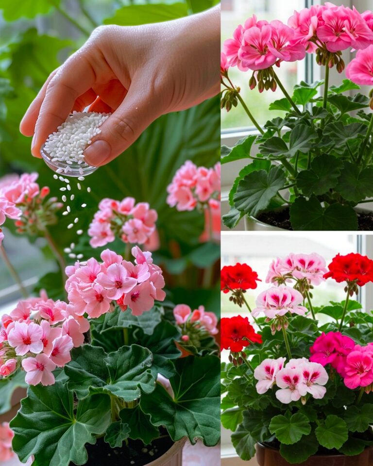 Come concimare le piante con il riso: 2 metodi per usarlo come fertilizzante