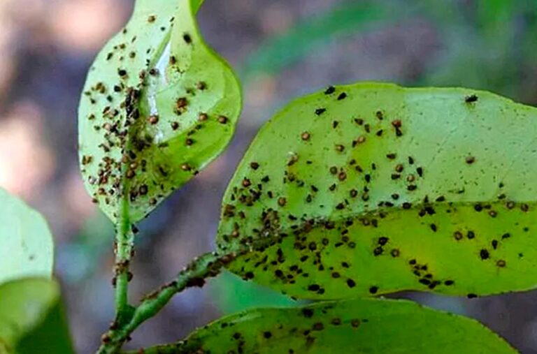 Come eliminare gli afidi con aglio, peperoncino e sapone di marsiglia