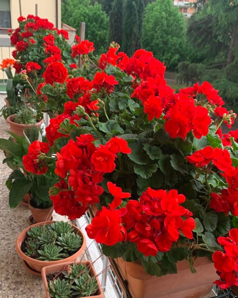 Geranio all’infinito: il trucco del rametto per avere piante in quantità industriali