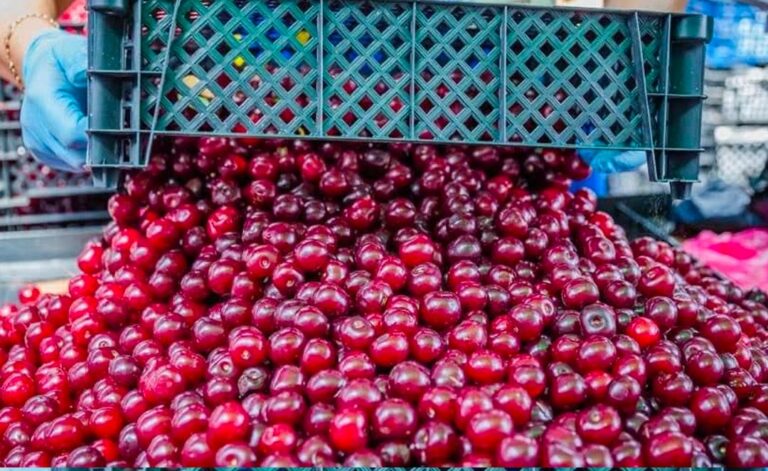 Ciliegie: scopri le proprietà e i benefici per la tua salute