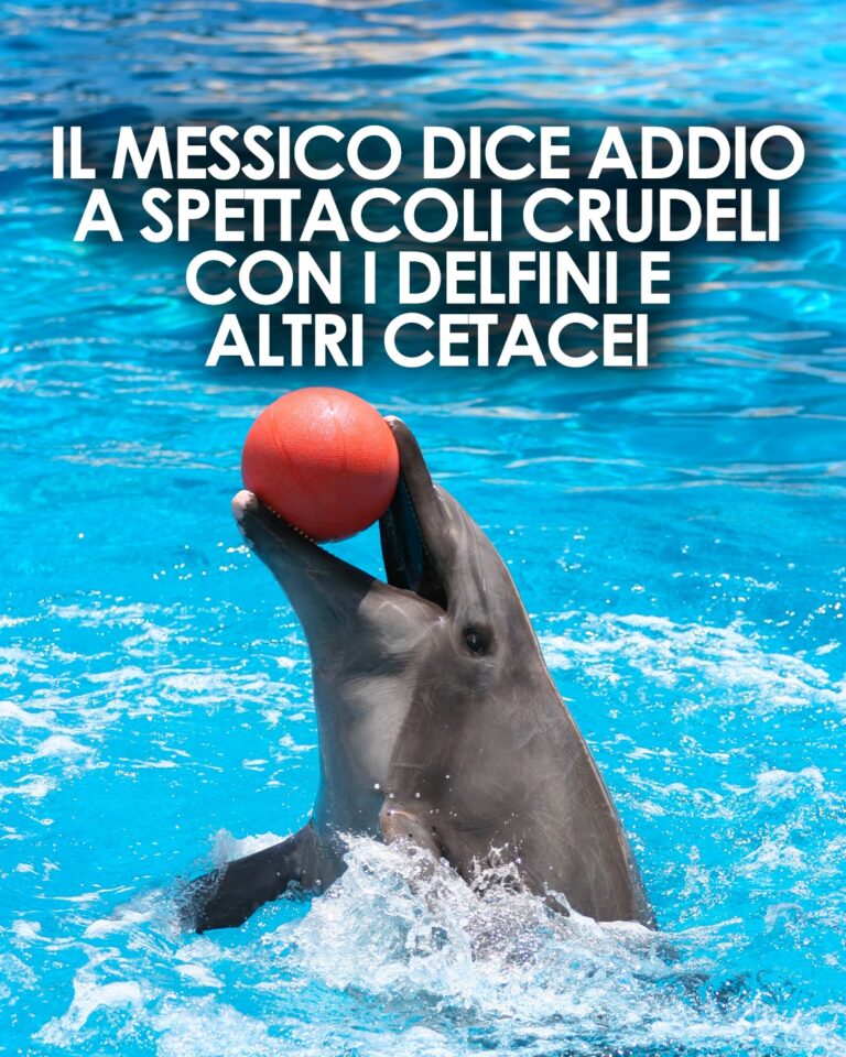 Oltre 350 delfini in cattività: la Ley Mincho vuole cambiare le regole