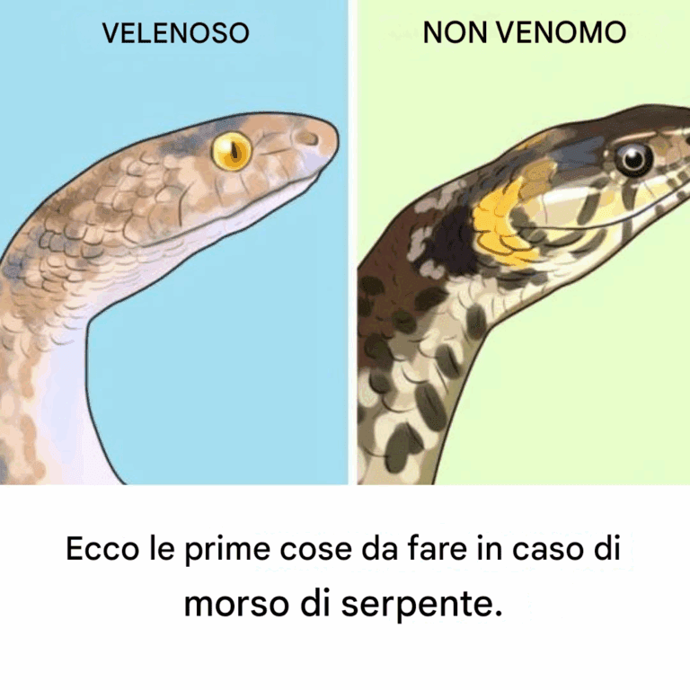 Ecco cosa dovresti fare prima se vieni morso da un serpente