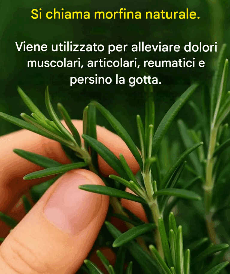 Come coltivare questa pianta in abbondanza in casa?