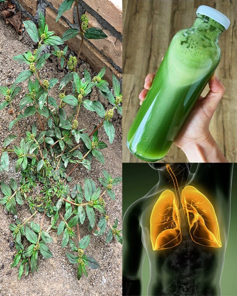 Euphorbia Hirta (pianta dell'asma): usi e applicazioni tradizionali