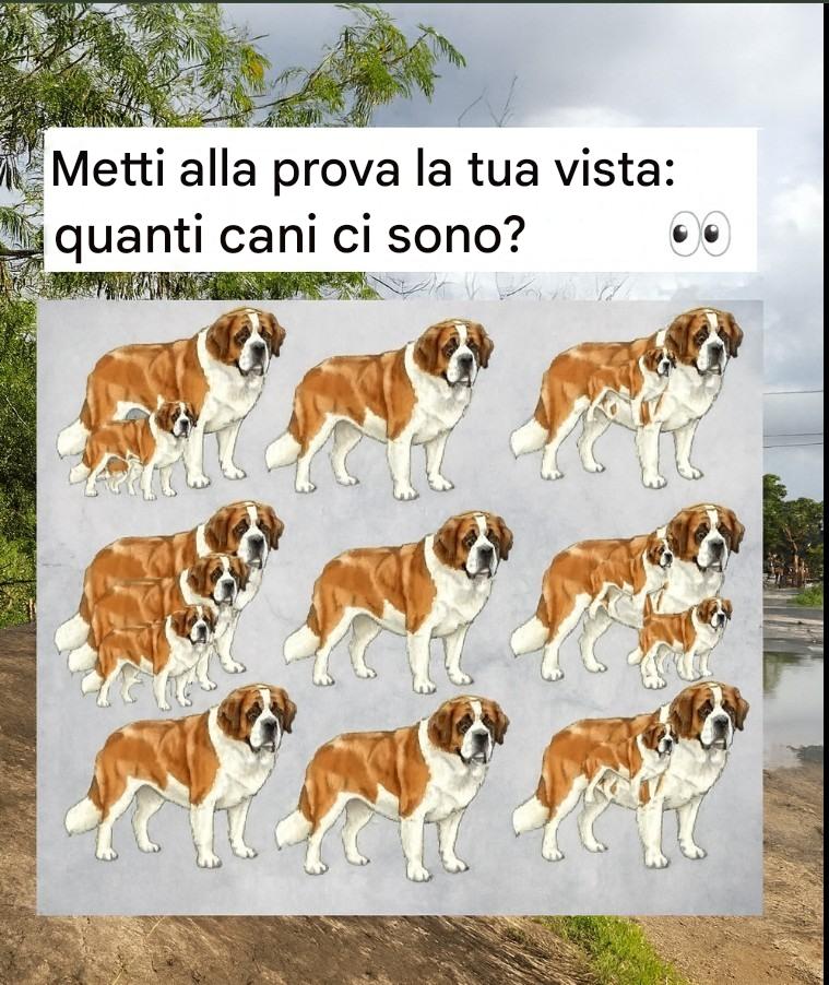 Riesci a individuare tutti i cani? Metti alla prova le tue capacità di osservazione!