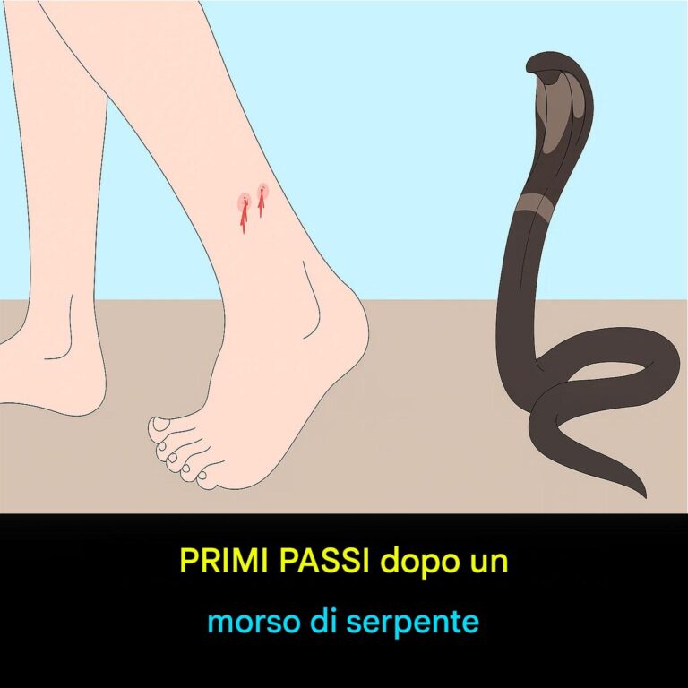 Cosa fare subito dopo un morso di serpente