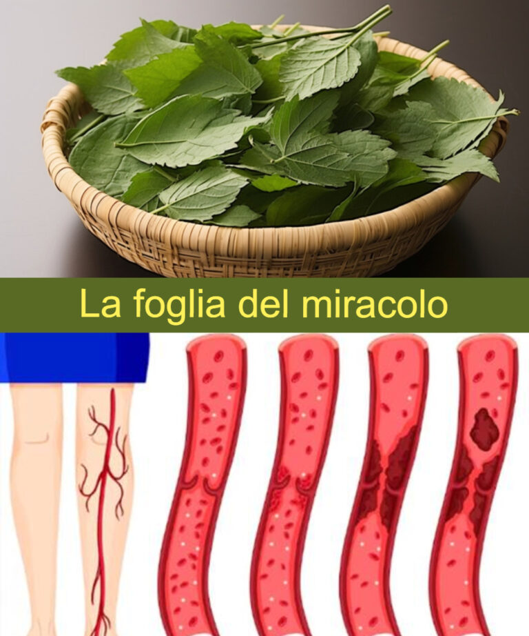 La foglia riduce il diabete, la pressione sanguigna, elimina il dolore corporeo, il colesterolo ed elimina la cattiva circolazione