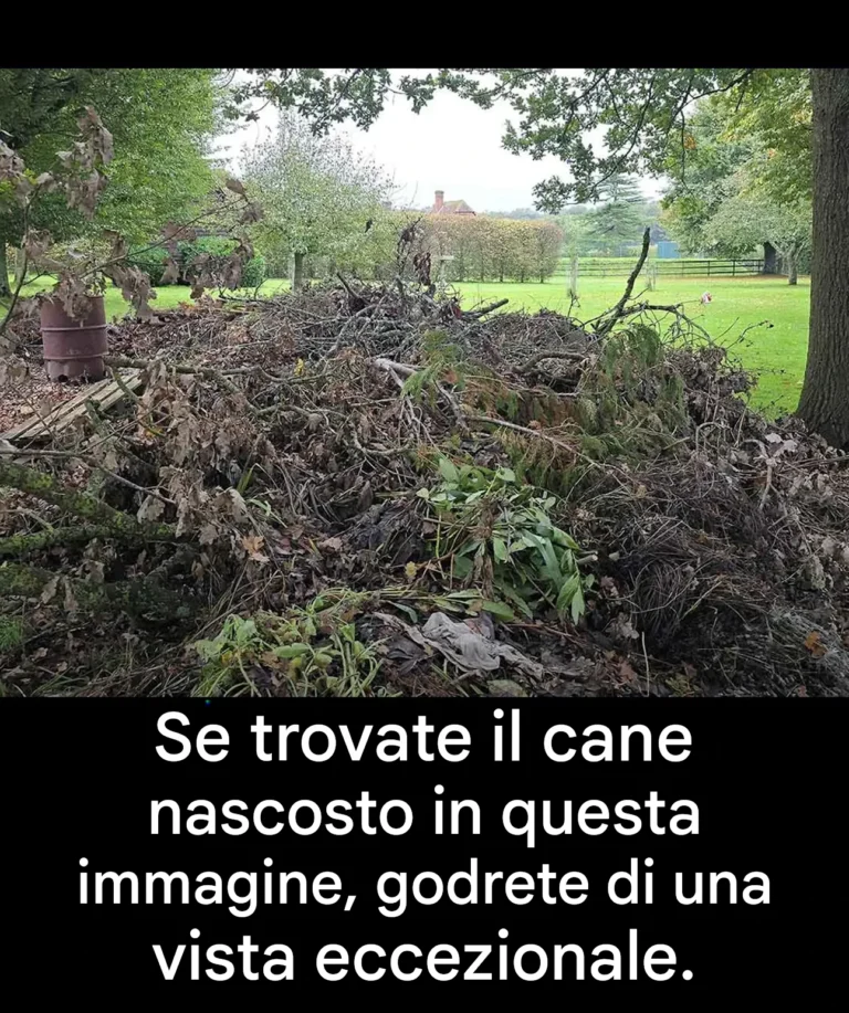 Seules les personnes à la vue perçante trouveront le chien caché dans cette image