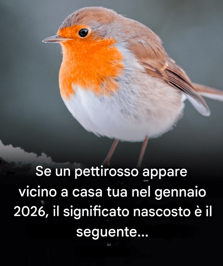 Se vedete un pettirosso vicino a casa vostra: ecco cosa simboleggia secondo il folklore.