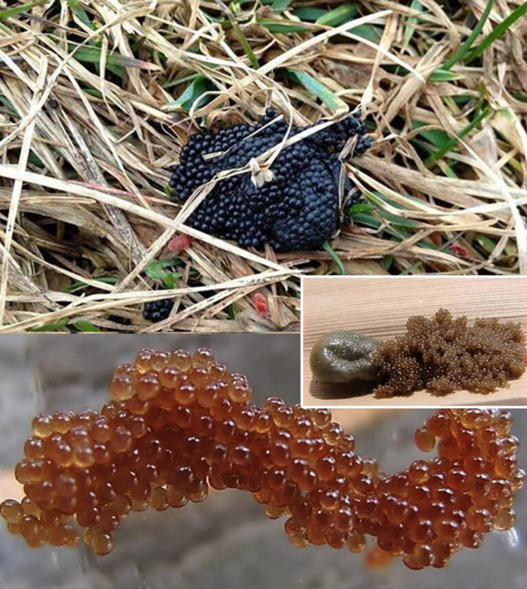 Se vedete queste uova nel vostro giardino, bruciatele immediatamente: una guida completa per identificare e gestire le uova di zecca.