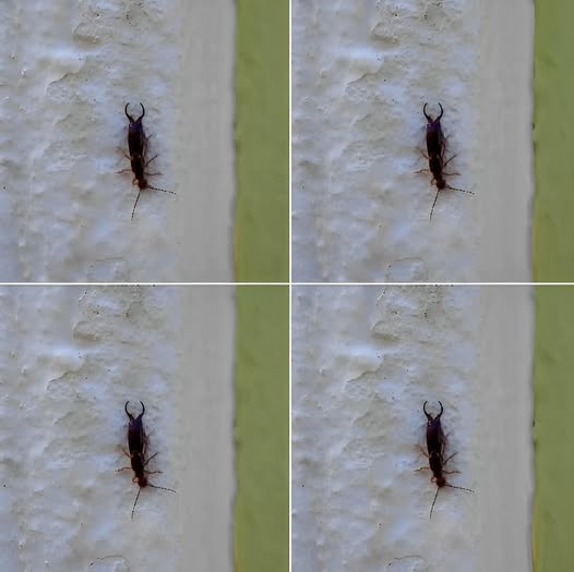 Attenzione! Se hai trovato questo insetto in casa, è segno che devi...