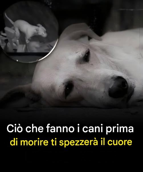 L'ultimo saluto ai cani