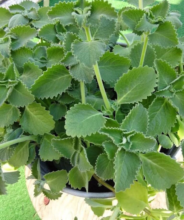 Uno sguardo scientifico al ruolo dell'origano nel supportare il benessere